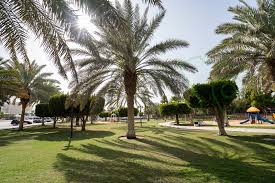 حي النخيل بالرياض